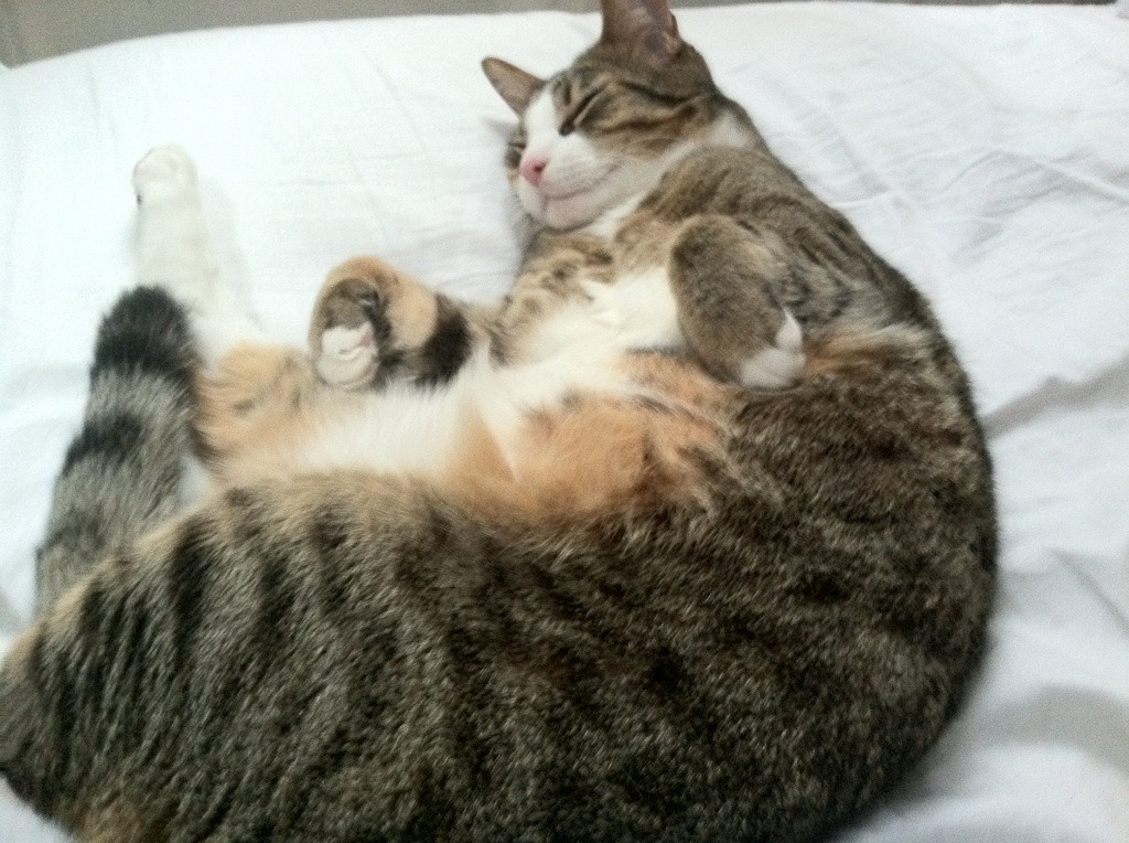 中国香港队赛制揭秘:如何在国际赛事中形成战术优势,香港队再添一枚金牌