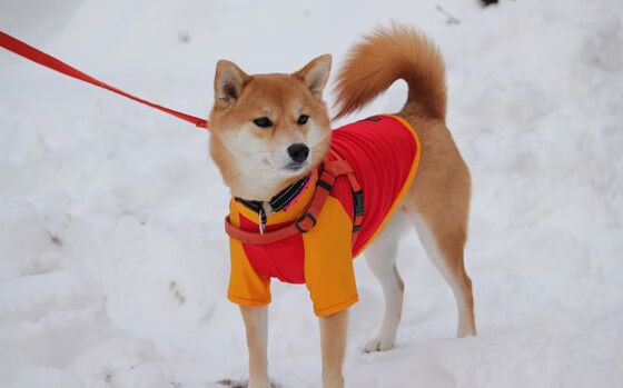 球队前锋组合失联是否意味着进攻战术应重新设计，前锋足球队员